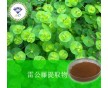 雷公藤提取物/南箭牌生產(chǎn)綠色健康/用途